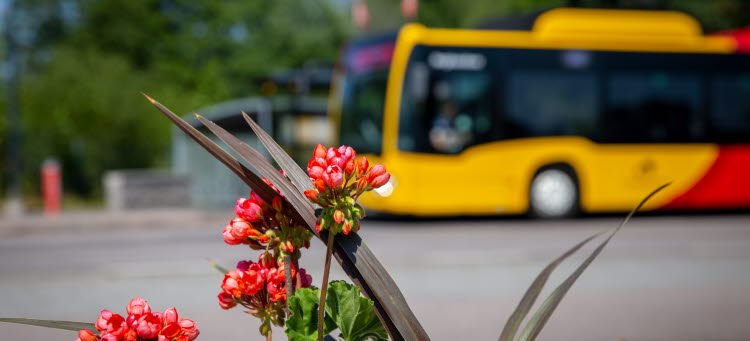 Bild på en röd blomma, i bakgrunden en Kalmar länstrafik buss. 